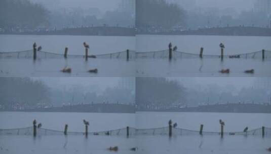 195 杭州 西湖 风景 断桥 下雨天 鸳鸯高清在线视频素材下载