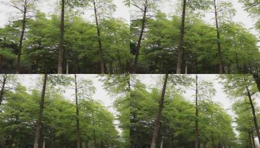 春天嫩绿的树林高清在线视频素材下载