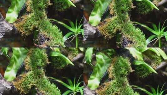 雨林缸造景热带植物观赏高清在线视频素材下载
