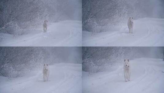 白狗走在积雪的小路上高清在线视频素材下载