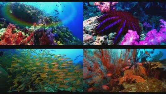 海底世界鱼群珊瑚礁鱼群小丑鱼高清在线视频素材下载
