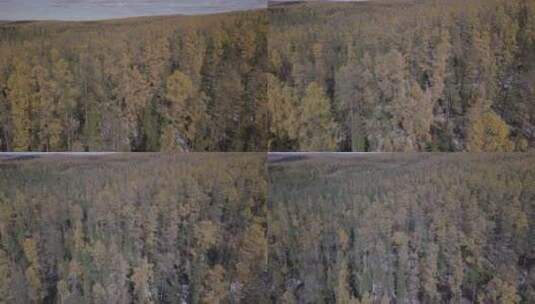 俄罗斯西伯利亚森林高清在线视频素材下载