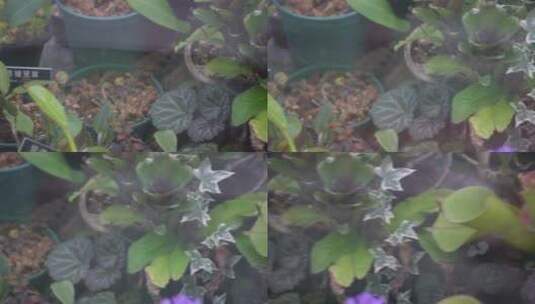 捕虫草蕨类植物绿色植物高清在线视频素材下载