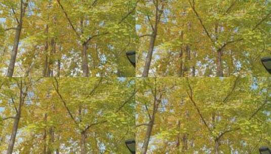 美景秋天美丽银杏树高清在线视频素材下载