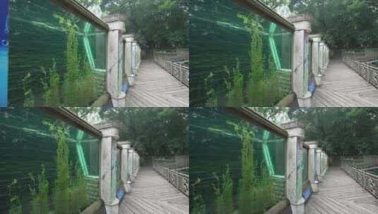 中国科学院武汉植物园沉水植物区高清在线视频素材下载