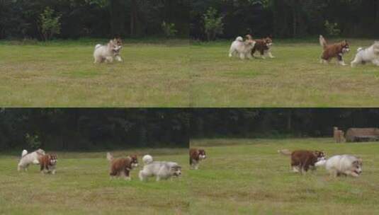 一群可爱的阿拉斯加犬幼崽在草地上玩耍奔跑高清在线视频素材下载