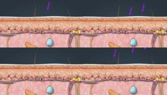 医学皮肤解剖皮肤修复阳光辐射三维动画高清在线视频素材下载