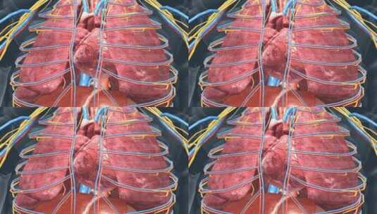 人体器官 心脏 心血管系统 心跳 心血管高清在线视频素材下载