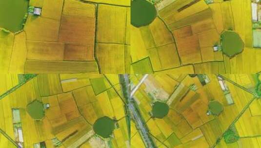 夏季绿色的稻田高清在线视频素材下载