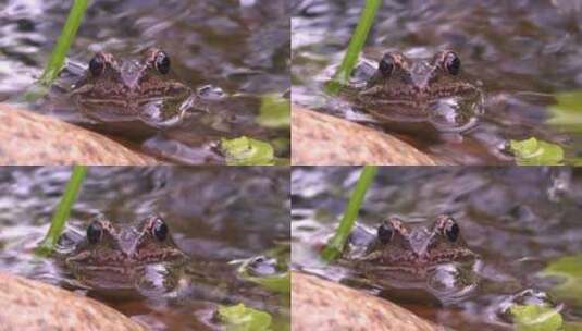青蛙浮出水面高清在线视频素材下载