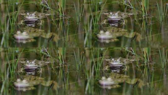 青蛙浮在水面上高清在线视频素材下载