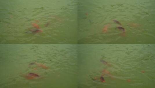 4K动物鱼群素材高清在线视频素材下载