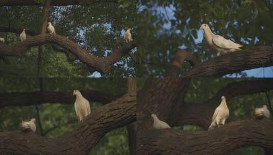 杭州西湖南山路树上的白鸽子高清在线视频素材下载