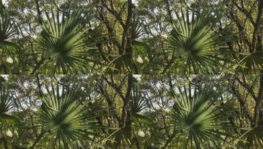 芭蕉树叶子高清在线视频素材下载