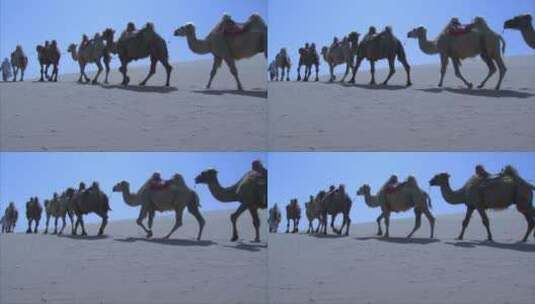 宁夏 沙漠 骆驼队行走 离去 走远 背影高清在线视频素材下载