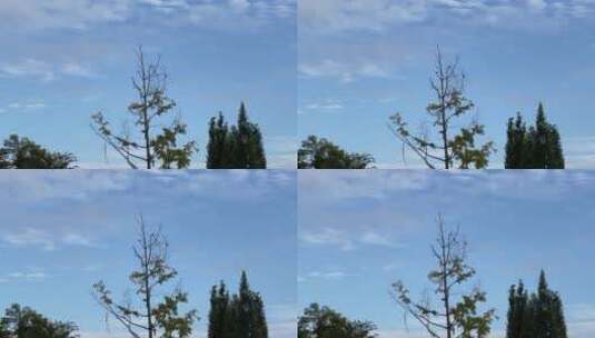 蓝天白云树林鸟高清在线视频素材下载