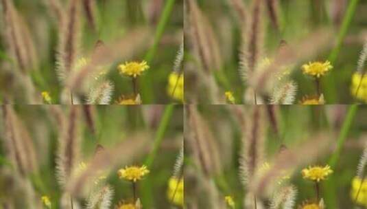 高清4k蝴蝶从黄色的花上飞走植物农业秋天高清在线视频素材下载