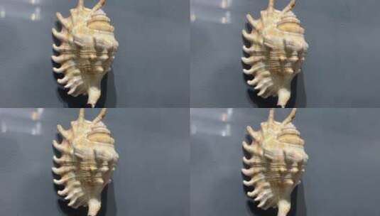 海螺贝壳高清在线视频素材下载