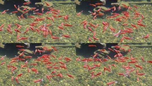 池塘里游来游去的锦鲤高清在线视频素材下载