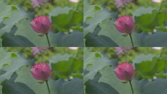 荷花 诗画江南 杭州西湖 园林庭院 4K高清在线视频素材下载
