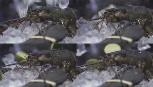 龙虾 波士顿龙虾高清在线视频素材下载