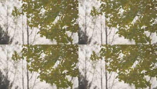 秋天银杏叶空镜头高清在线视频素材下载