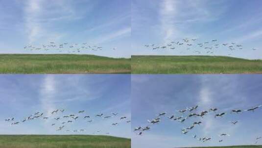 丹顶鹤从天空飞过高清在线视频素材下载