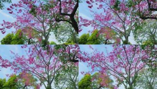 开满鲜花的树 美丽异木棉高清在线视频素材下载