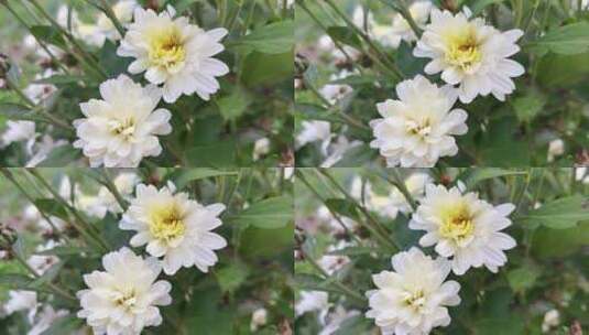 白色菊花花朵高清在线视频素材下载