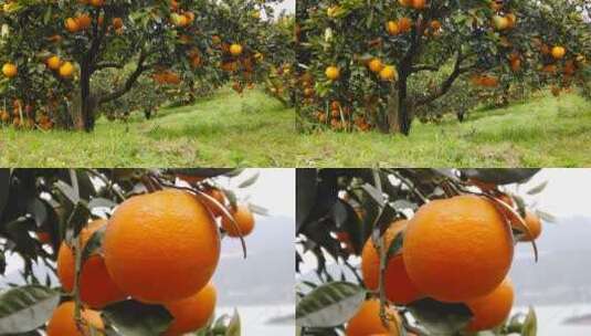 橙子种植高清在线视频素材下载
