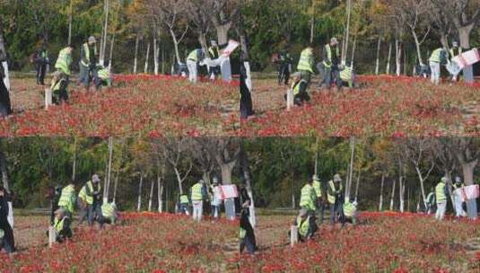 城市清洁工正在栽种花卉美化城市绿化高清在线视频素材下载