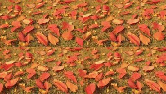 实拍8k红色满地落叶高清在线视频素材下载