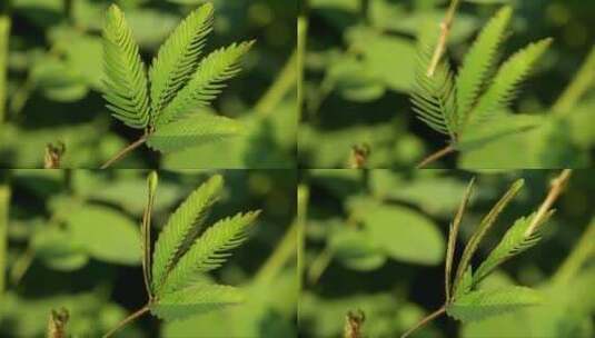 敏感的含羞草的叶子高清在线视频素材下载