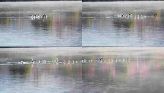 早晨湖中的水鸟高清在线视频素材下载