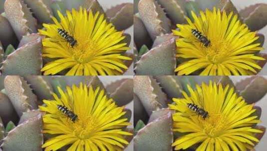 花朵上的蜜蜂高清在线视频素材下载