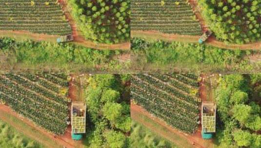 菠萝产地果农装车运输航拍4k高清在线视频素材下载