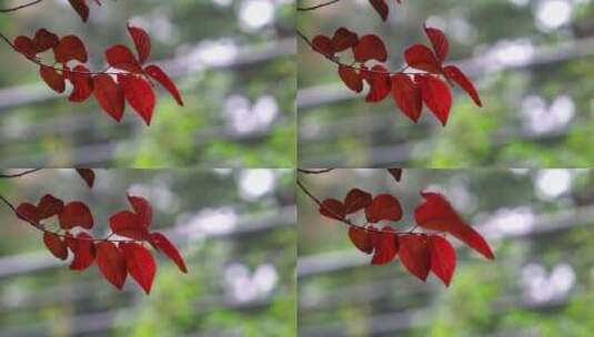 秋天红叶自然景观背景视频素材高清在线视频素材下载
