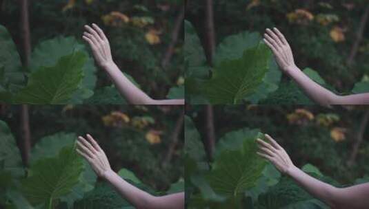 女孩修长的手抚摸叶子4k视频素材高清在线视频素材下载