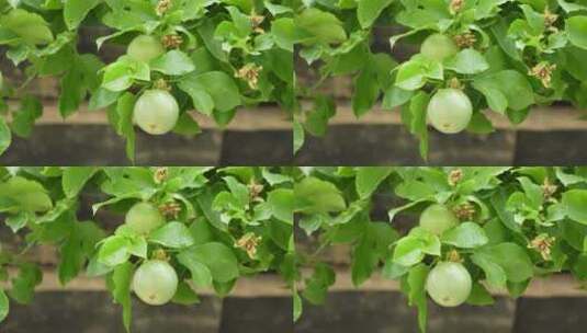 树上的百香果果实高清在线视频素材下载