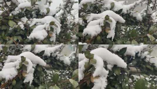 冬天的白雪视频高清在线视频素材下载