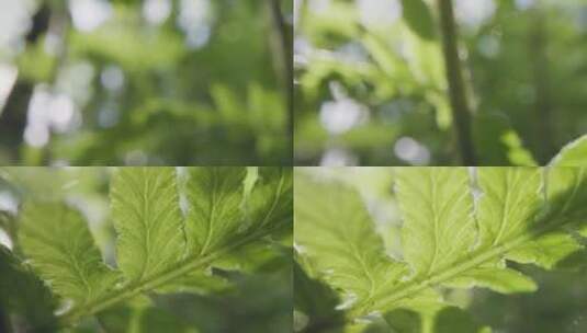 阳光透过树叶光合作用高清在线视频素材下载