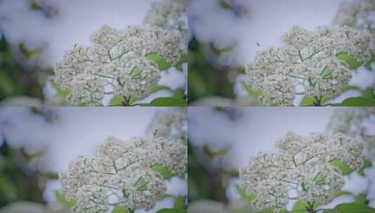 春天春暖花开樱花石楠花植物视频高清在线视频素材下载