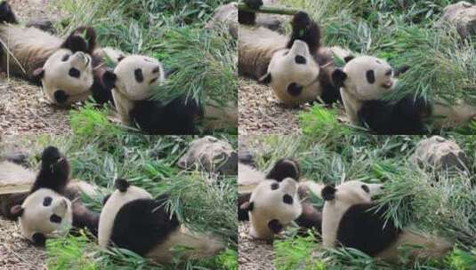 两只可爱的国宝吃竹子的大熊猫特写高清在线视频素材下载