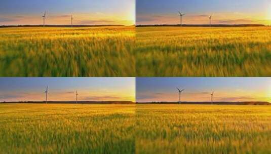 夕阳下的麦田景观生长收获高清在线视频素材下载