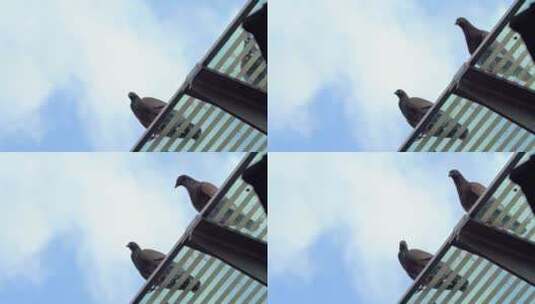 停在城市路灯屋檐上的鸟高清在线视频素材下载