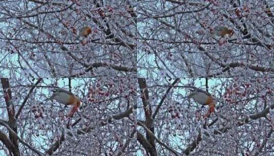 站在白霜冰雪覆盖 觅食的小鸟特写高清在线视频素材下载