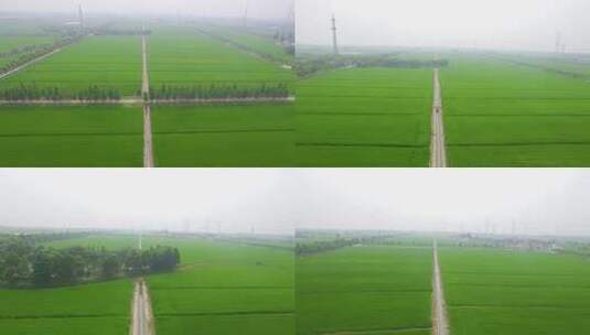 自然风光下的稻田航拍4K视频4高清在线视频素材下载