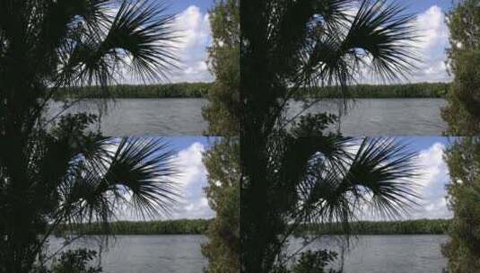 佛罗里达湖泊和棕榈森林高清在线视频素材下载