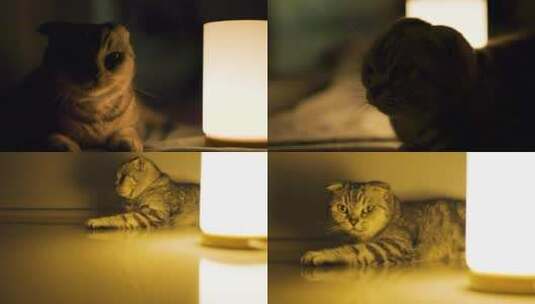 猫咪氛围灯高清在线视频素材下载