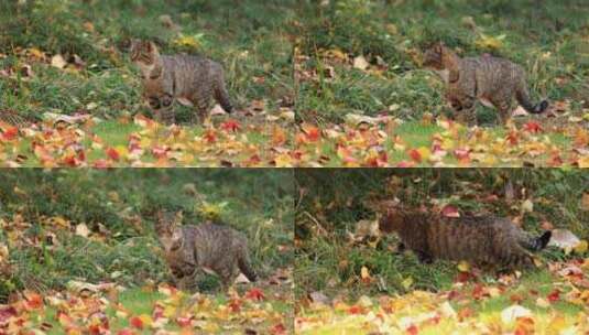 实拍户外的野猫高清在线视频素材下载